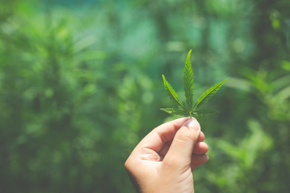 Hand hält Cannabisblatt