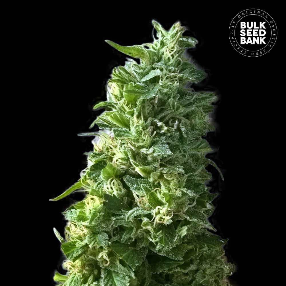 LIME SKUNK