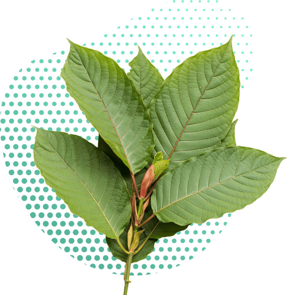 Kratom benefits natural